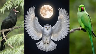 గుడ్లగూబ వస్తే మరణం, కాకి అరిస్తే చుట్టాలొస్తారు, కొంగ ఓ కాలిపై నిల్చుంటే వర్షం! పక్షుల గురించి 10 నమ్మకాలు!