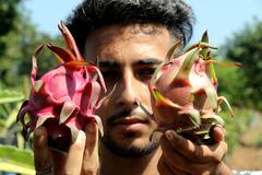 ড্রাগন ফ্রুটের নানা গুণ, শরীর সতেজ সর্বক্ষণ !