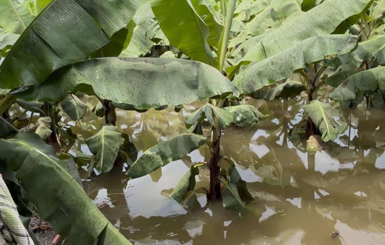 हाता तोंडाशी आलेला घास पुरानं हिसकावला, ऊसासह केळी जमिनदोस्त, शेतकऱ्याचं 25 लाख रुपयांचं नुकसान