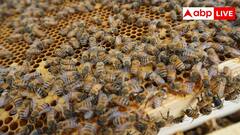 घर के किसी कोने में मधुमक्खी ने बना लिया है छत्ता, इन टिप्स से पाएं छुटकारा