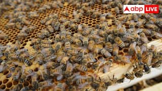 घर के किसी कोने में मधुमक्खी ने बना लिया है छत्ता, इन टिप्स से पाएं छुटकारा