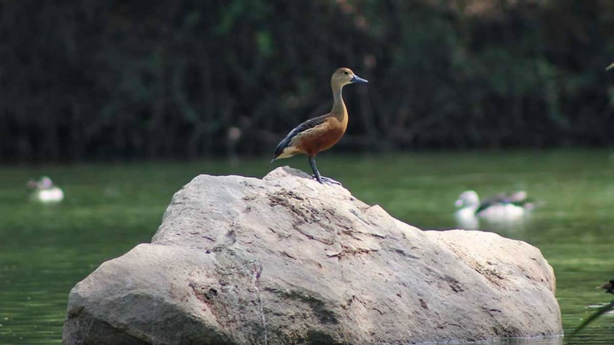 (Image Source: Twitter/@GujaratTourism)