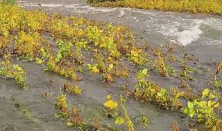 धाराशिवमध्ये तुफान पाऊस, सोयाबीन शेतीला तळ्याचं स्वरुप, शेतकरी संकटात