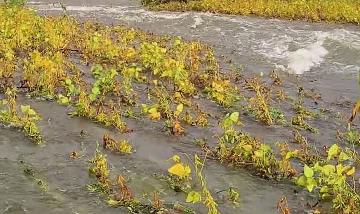 राज्यात मुसळधार पाऊस, सुरु आहे. यामुळं शेती पिकांचं मोठं नुकसान होत आहे.