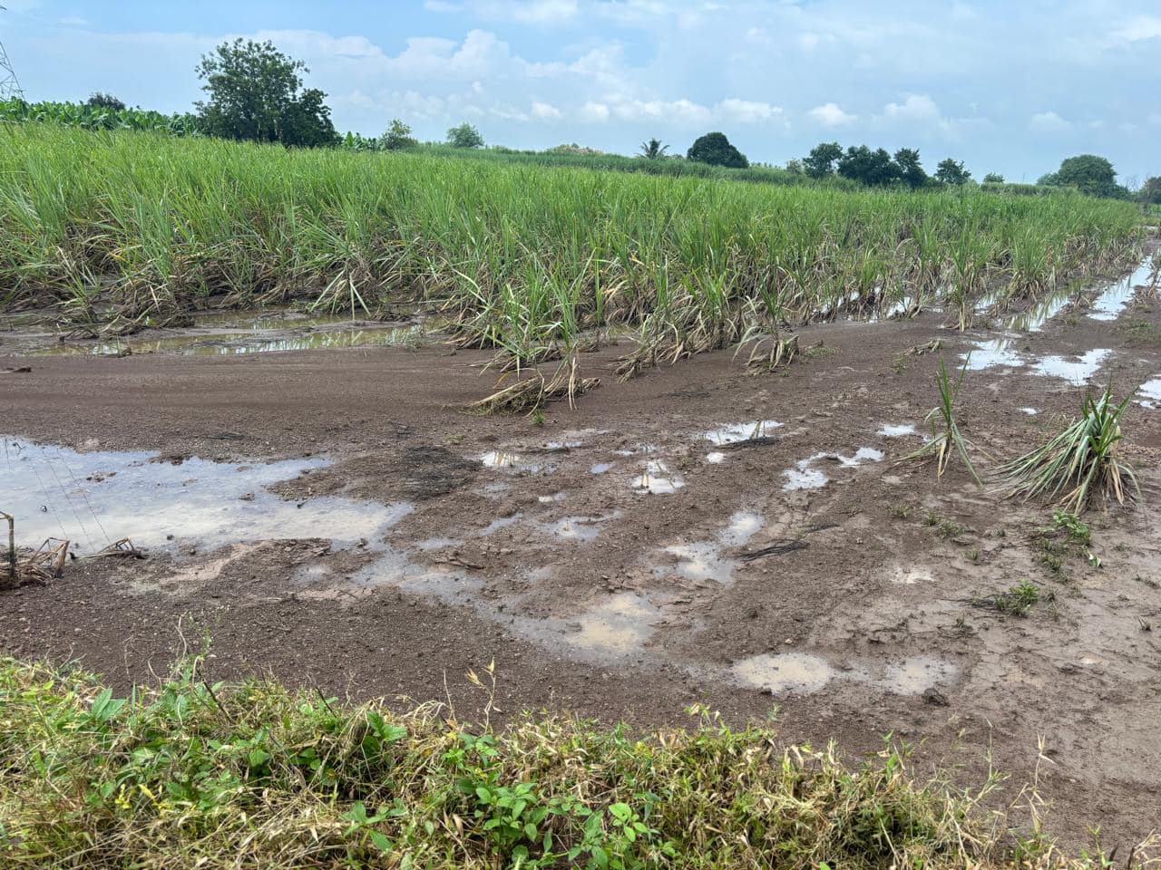 हाता तोंडाशी आलेला घास पुरानं हिसकावला, ऊसासह केळी जमिनदोस्त, शेतकऱ्याचं 25 लाख रुपयांचं नुकसान