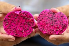 ড্রাগন ফ্রুটের নানা গুণ, শরীর সতেজ সর্বক্ষণ !