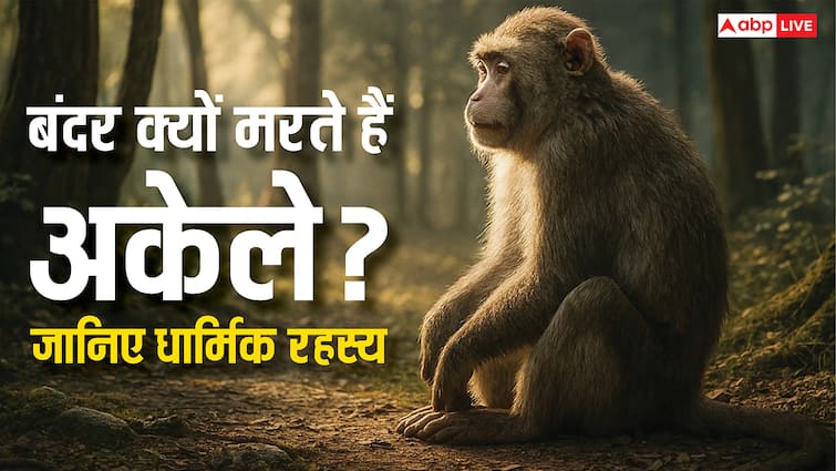 Death About Monkey: बंदर हमेशा अकेले में ही क्यों मरते हैं? जानिए वानर सेना ने रामजी से कौन-सा वरदान मांगा था?