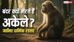 बंदर हमेशा अकेले में ही क्यों मरते हैं? जानिए वानर सेना ने रामजी से कौन-सा वरदान मांगा था?