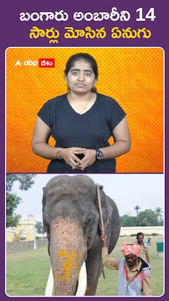 బంగారు అంబారీని 14  సార్లు మోసిన ఏనుగు