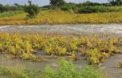 धाराशिवमध्ये तुफान पाऊस, सोयाबीन शेतीला तळ्याचं स्वरुप, शेतकरी संकटात