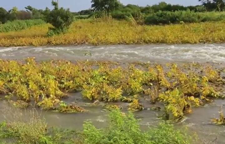 धाराशिवमधील गोपळवाडी परिसरात तुफान पाऊस झाला आहे, यामुळं सोयाबीन शेतीला तळ्याचे स्वरुप आलं आहे.