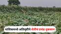Nashik Crop Damage : नाशिकमध्ये अतिवृष्टीने शेतीचं प्रचंड नुकसान, चार हजार हेक्टरवरील पिकं बाधित, शेतकऱ्यांच्या डोळ्यात पाणी, सरकारकडून मदतीची प्रतीक्षा
