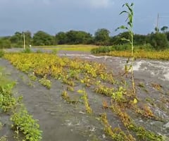धाराशिवमध्ये तुफान पाऊस, सोयाबीन शेतीला तळ्याचं स्वरुप, शेतकरी संकटात