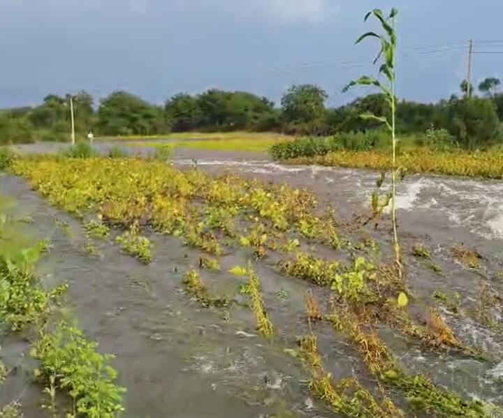 राज्याच्या विविध भागात मुसळधार पाऊस कोसळत आहे. यामुळं शेती पिकांचं मोठं नुकसान झाल्याचं चित्र पाहायला मिळत आहे.