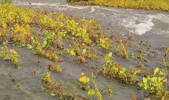 अचानक ढगफुटी सदृश्य पावसामुळे शेतकऱ्याच्या सोयाबीनचे मोठ्या प्रमाणात नुकसान झाल्याची स्थिती आहे.