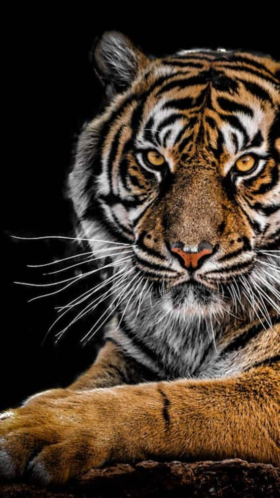 सबसे लंबी प्रेग्नेंसी किस जानवर की होती है?