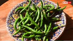 घर पर हरी मिर्च उगाने का सबसे आसान तरीका, किचन गार्डन में ऐसे मिलेगी ताजगी और स्वाद