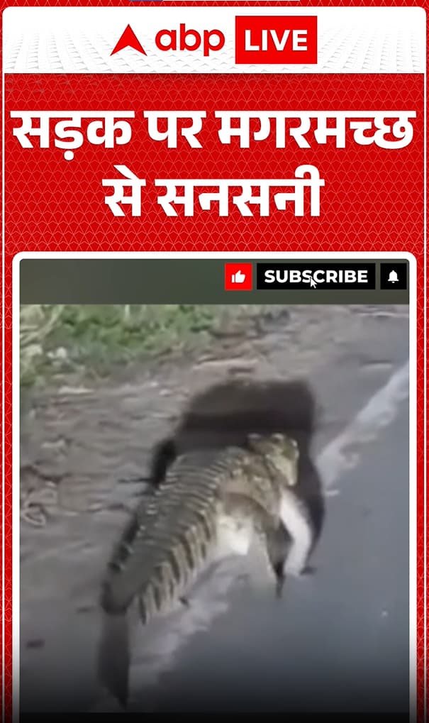 Road Shocked by Crocodile Sighting, Panic Ensues as Reptile Roams Free Road Shocked by Crocodile Sighting, Panic Ensues as Reptile Roams Free