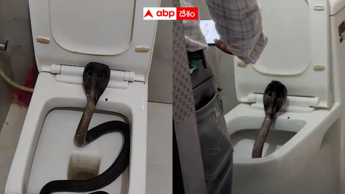 Cobra in the toilet commode: టాయిలెట్ కమెడ్‌లో కోబ్రా - చూసుకోకుండా కూర్చుంటే ప్రాణం ఉండేదా ? వీడియో