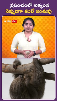 ప్రపంచంలో అత్యంత  నెమ్మదిగా కదిలే జంతువు