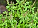 Tulsi Plant : तुमच्या घराच्या अंगणातील तुळस सारखी सुकतेय? 'या' टिप्स ठरतील फायदेशीर