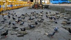 मुंबई: BMC की नहीं मानी चेतावनी, कबूतरों को दाना डालने पर 4 लोगों के खिलाफ केस दर्ज