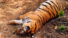 मध्य प्रदेश के बांधवगढ़ में बाघ शावक की संदिग्ध मौत, वन विभाग जांच में जुटी