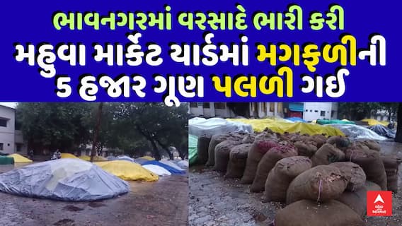 Mahuva Marketing Yard : મહુવા માર્કેટ યાર્ડમાં મગફળીની 5 હજાર ગૂણ પલળી ગઈ