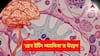 Brain Eating Amoeba: মারণ অ্যামিবা হানা দিয়েছে বাংলাতেও! এই কাজগুলি করলেই বিপদ! কী কী উপসর্গে সতর্ক হবেন?