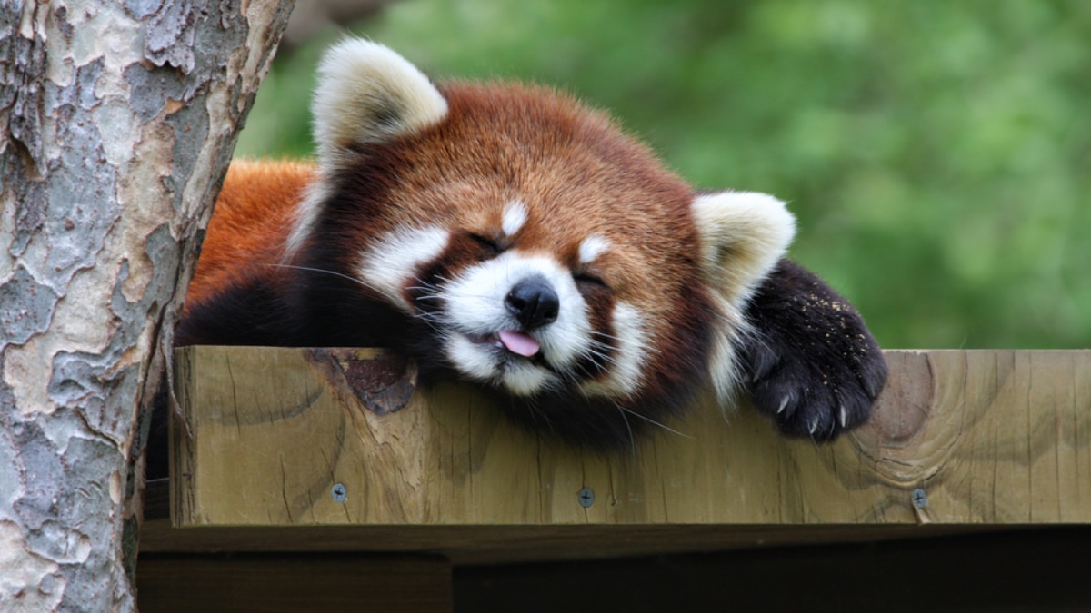 International Red Panda Day 2025: 8 Fascinating Facts About The Adorable Himalayan Creature
