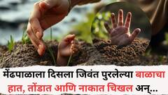 मेंढपाळाला दिसला जिवंत पुरलेल्या बाळाचा हात, तोंडात आणि नाकात चिखल अन्... 20 दिवसांच्या चिमुकलीच्या जीवन-मरणाची लढाई, आई-वडिलांचा शोध सुरू