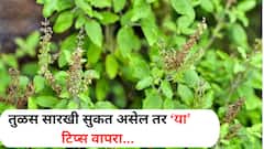 Tulsi Plant : तुमच्या घराच्या अंगणातील तुळस सारखी सुकतेय? 'या' टिप्स ठरतील फायदेशीर