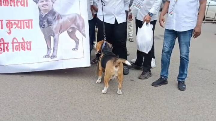 राष्ट्रवादी काँग्रेस पक्षाचे नेते आमदार जयंत पाटील यांच्याबाबत आक्षेपार्ह विधान करणाऱ्या भाजप आमदार गोपीचंद पडळकर यांच्या विरोधात आज प्रतीकात्मक अंत्ययात्रा काढण्यात आली.