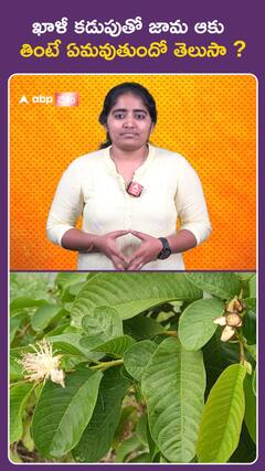 ఖాళీ కడుపుతో జామ ఆకు తింటే ఏమవుతుందో తెలుసా ?