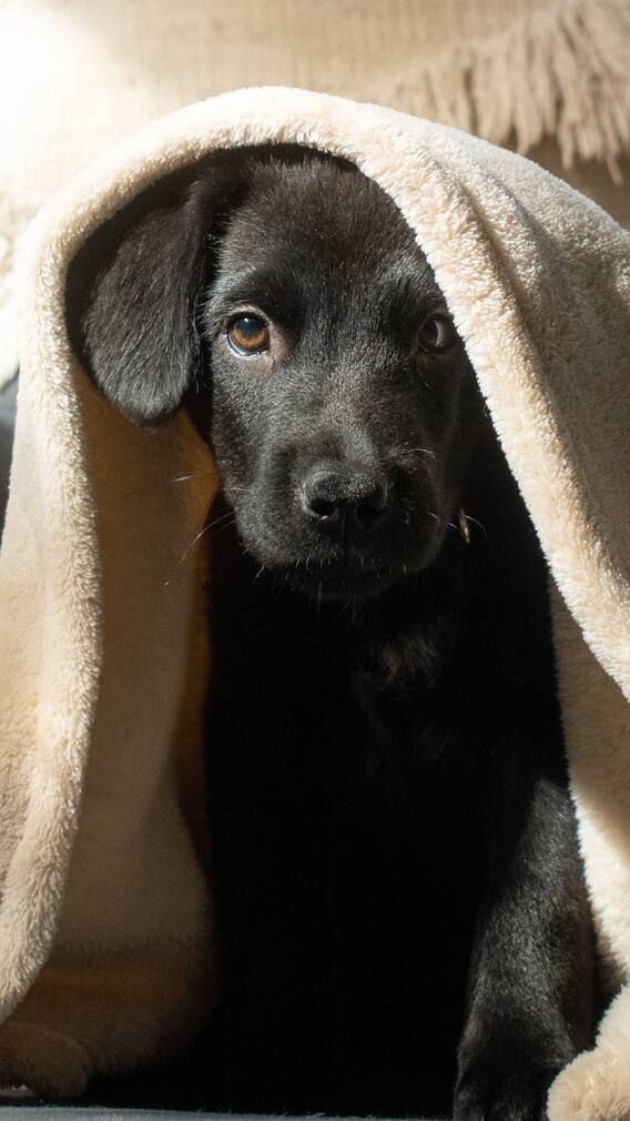 6 Effective Steps To Train Your Labrador Retriever Puppy At Home