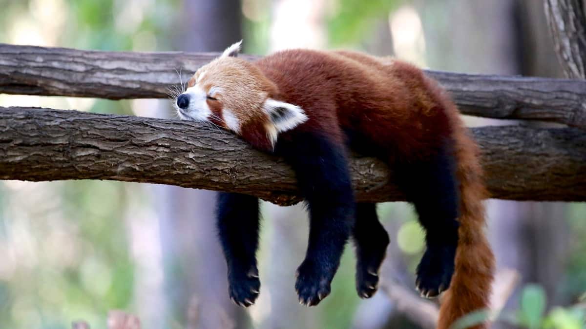 (Image Source: Twitter/@h0wzi)