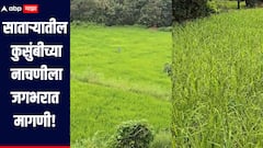 साताऱ्याच्या कुसुंबीची नाचणी सातासमुद्रापार, 700 हेक्टरवर लागवड, 400 महिला कमवतात लाखो रुपये 