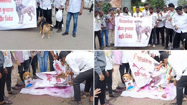 Gopichand Padalkar: राष्ट्रवादीकडून गोपीचंद पडळकरांच्या प्रतिमेला जोडे मारो आंदोलन करण्यात आलं गळ्यात आमदार पडळकर यांचा फोटो घातलेला श्वानही या आंदोलनात सहभागी झाला होता.