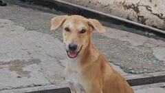 यूपी के इस जिले में आवारा कुत्तों को मिलेगी आजीवन कारावास की सजा, नगर पालिका ने कसी कमर