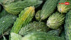 मसालेदार भरवा करेला ऐसे बनेगा परफेक्ट, जानें कुकिंग एक्सपर्ट की आसान रेसिपी