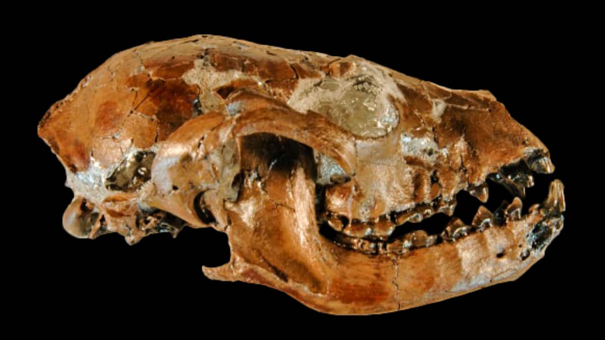 (Image Source: Twitter/@EonsShow)