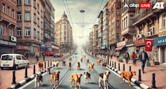 हरियाणा: अंबाला में बढ़ते आवारा कुत्तों का आतंक, नगर परिषद ने शुरू की नसबंदी प्रक्रिया