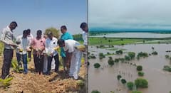 विदर्भ-मराठवाड्याला अतिवृष्टीचा फटका, बळीराज्याच्या तोंडाचा घास हिरावला; मंत्री पंकजा मुंडे आज घेणार बीडच्या नुकसानीचा आढावा