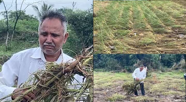 Beed Rain News : बीड जिल्ह्यात नदी काठच्या गावांना पावसाचा मोठा फटका बसला आहे. अनेक भागातील नदीकाठी असलेल्या शेतजमिनीसह खरिपाची पिकं अक्षरशः वाहून गेलीय.