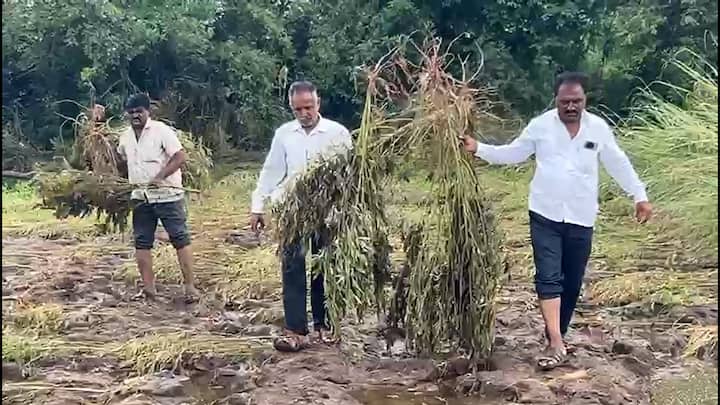 गेल्या आठवड्याभरापासून राज्यातील बहुतांश भागात पावसाने कहर केल्याचे चित्र आहे. सध्या जरी पावसाचा जोर कमी झाला असला तरी या अतिवृष्टीच्या नुकसानीची दाहकता आता समोर येत आहे. अशातच बीड जिल्ह्यात अतिवृष्टीमुळे झालेल्या नुकसानीचा आढावा मंत्री पंकजा मुंडे आज घेणार आहेत. यासाठी आज जिल्हाधिकारी कार्यालयात बैठकीच्या आयोजन करण्यात आले आहे. बीडचे जिल्हाधिकारी विवेक जॉन्सन आणि जिल्ह्यातील संबंधित सर्व अधिकाऱ्यांची उपस्थिती या बैठकीला असणार आहे.