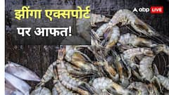 एक और झटका! भारत से झींगा एक्सपोर्ट पर टैरिफ लगाने की अमेरिकी सांसदों ने कर दी डिमांड