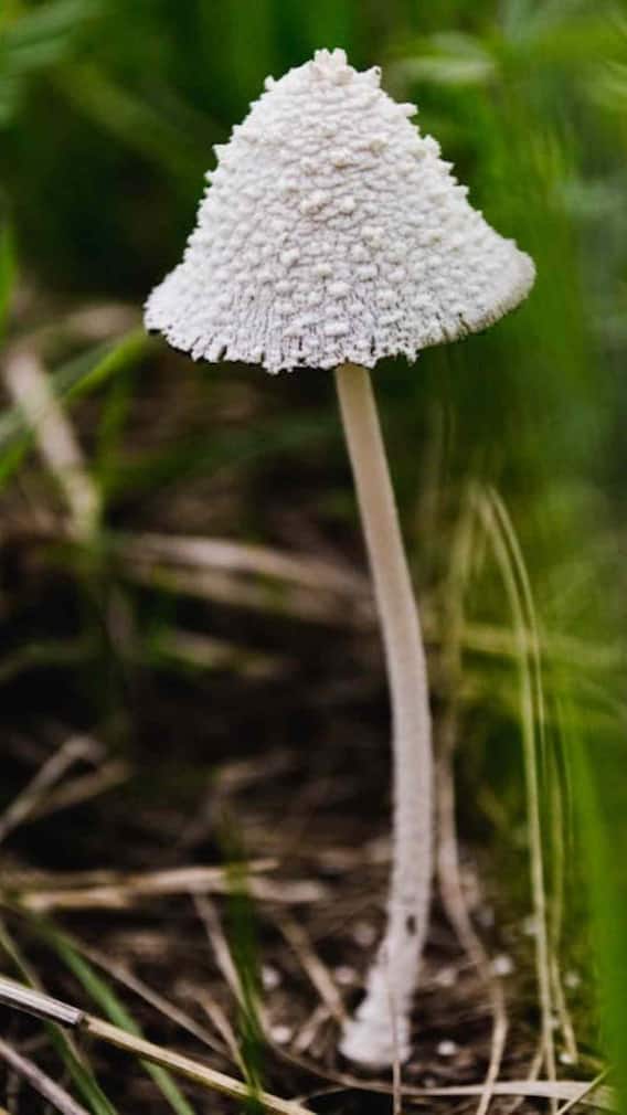 दुनिया का सबसे महंगा मशरूम कौन-सा है?