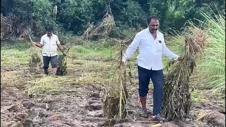 बीड मधील आष्टी, शिरूर कासार, परळी, अंबाजोगाई तालुक्यासह अन्य तालुक्यात मागील काही दिवसात ढगफुटी आणि अतिवृष्टी झाली होती. यामुळे शेतकऱ्यांच्या शेतातील पिकांसह जिवीत आणि मालमत्तेचे मोठ्या प्रमाणात नुकसान झाले आहे.