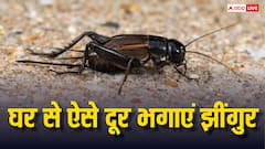 घर के आसपास भी नहीं दिखेंगे झींगुर, बस इन टिप्स से चले जाएंगे बेहद दूर
