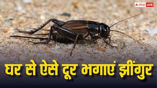 घर के आसपास भी नहीं दिखेंगे झींगुर, बस इन टिप्स से चले जाएंगे बेहद दूर